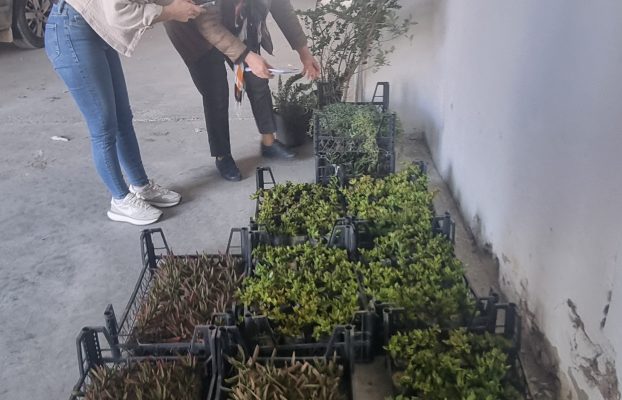 Onarıcı pamuk üretim demo alanlarımız için çalışmalar sürüyor